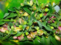 alstromeria_pano_509bc1d853cab