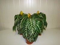 aphelandra_50cadf9d2627d