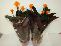 calathea_crocata_50cadef5399f9