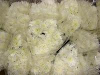 chrysanthem_anas_4f196db70a134