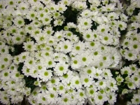 chrysanthem_baca_4f1968af5cfcb