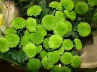 chrysanthem_gree_509ba9374bcfa