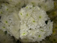 chrysanthem_zemb_509ba2811d8e4