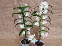 dendrobium_nobil_51653dee9aeb3