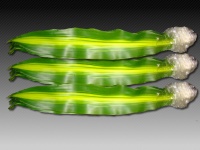 dracena_massange_50be1994c60b7