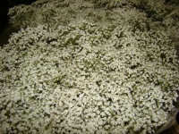 gypso_million_st_51093743b0178