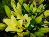 liliom_la_kr__m_509cc0fc7e607