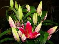 liliom_oriental__509cbfe09728a