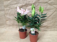 lilium_50fd2bb09f314