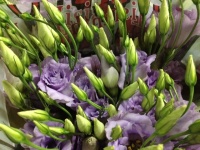 lisianthus_milka_516fa157633b3