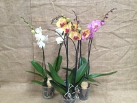 phalaenopsis_2___510668d367c89
