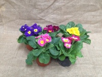 primula_510673135e6d8