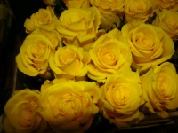 r__zsa_dukat_50bddb371ed43