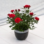 rose2