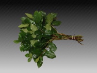 salal_510944e72ca7e