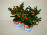 solanum_50cadb7915e5d