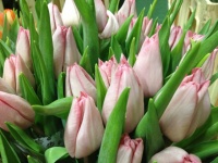 tulip__n_rosario_5103e0a8d1e85