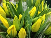 tulip__n_strong__5103dfbdf2535