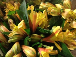 alstromeria_fire_509bc8f792002