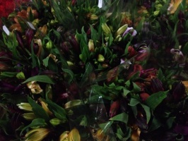 alstromeria_mix_516fa6c5bfc8b