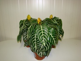 aphelandra_50cadf9d2627d