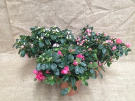 azalea_5106680b092f2