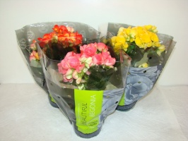 begonia_50cadb3ab7638