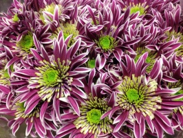 chrysanthem_saba_509bc8d19f80b