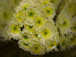 chrysanthem_zemb_509ba8938f6ba