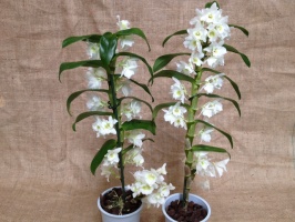 dendrobium_nobil_51653dee9aeb3