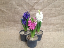 hyacinthus_magya_510665cb680ba