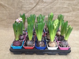 hyacinthus_mini_51067c06e0102