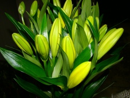 liliom_la_citrom_509cc3a847836