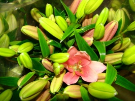 liliom_la_r__zsa_509cc0bdae1a5