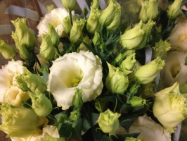 lisianthus_arena_509cb7f009c4e