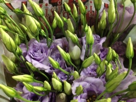lisianthus_milka_516fa157633b3
