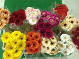 mini_gerbera