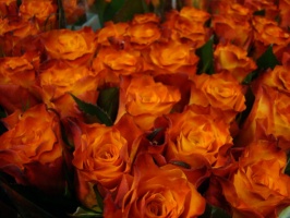 r__zsa_mariyo_50bde2a6a3f21