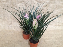 tillandsia_51653f64491d7