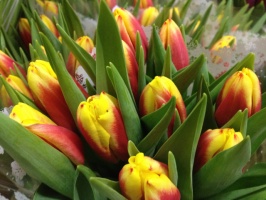 tulip__n_kees_ne_5103e00383714