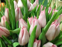 tulip__n_rosario_5103e0a8d1e85